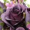 Purple Rose Bundle